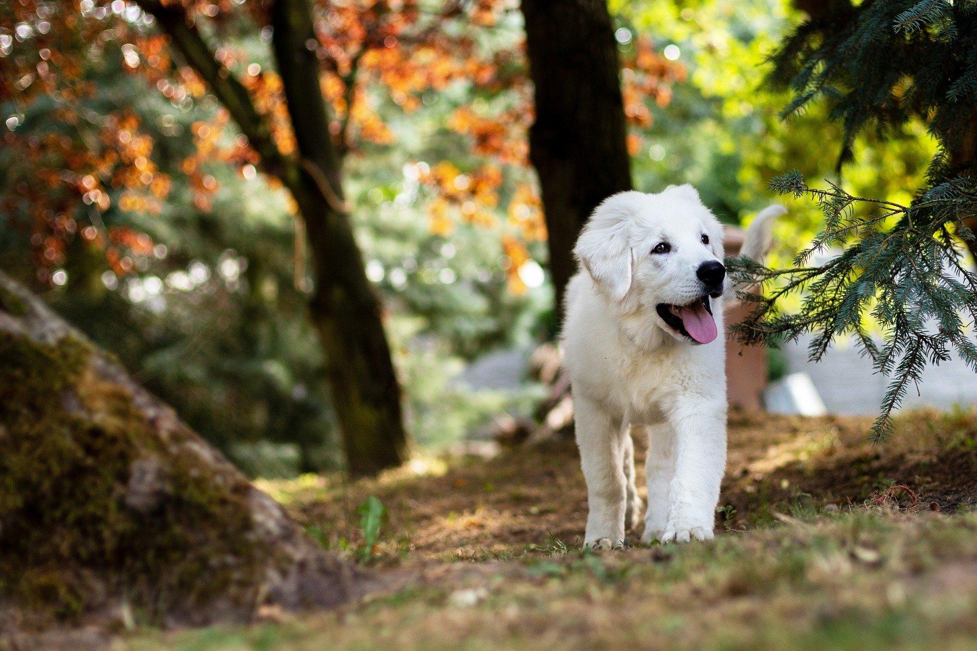 Hund spaziert durch den Wald